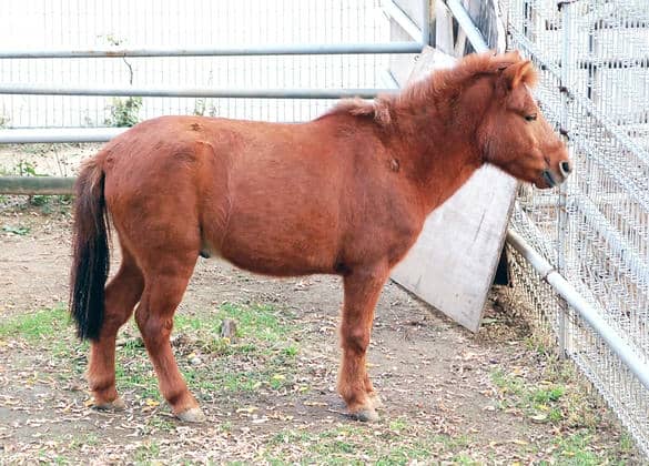 動物図鑑・ノマウマ